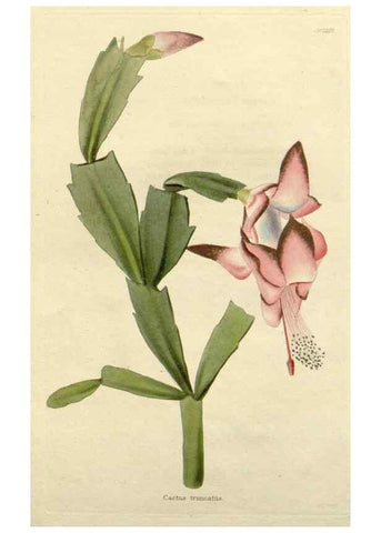 Reproducción/Reproduction 48782566393: The botanical cabinet. London :John & Arthur Arch ...,1817-1833.. 