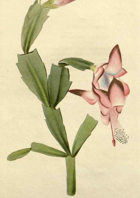 Reproducción/Reproduction 48782566393: The botanical cabinet. London :John & Arthur Arch ...,1817-1833.. 