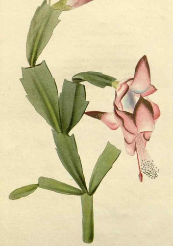 Reproducción/Reproduction 48782566393: The botanical cabinet. London :John & Arthur Arch ...,1817-1833.. 