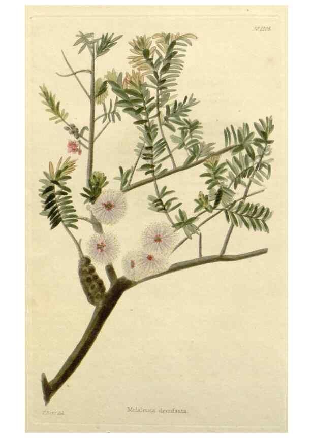 Reproducción/Reproduction 48783099857: The botanical cabinet. London :John & Arthur Arch ...,1817-1833.. 