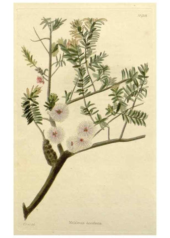 Reproducción/Reproduction 48783099857: The botanical cabinet. London :John & Arthur Arch ...,1817-1833.. 