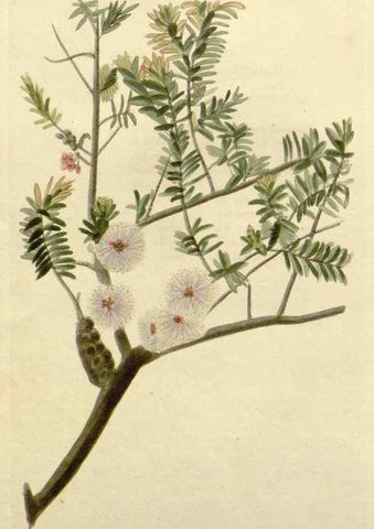 Reproducción/Reproduction 48783099857: The botanical cabinet. London :John & Arthur Arch ...,1817-1833.. 