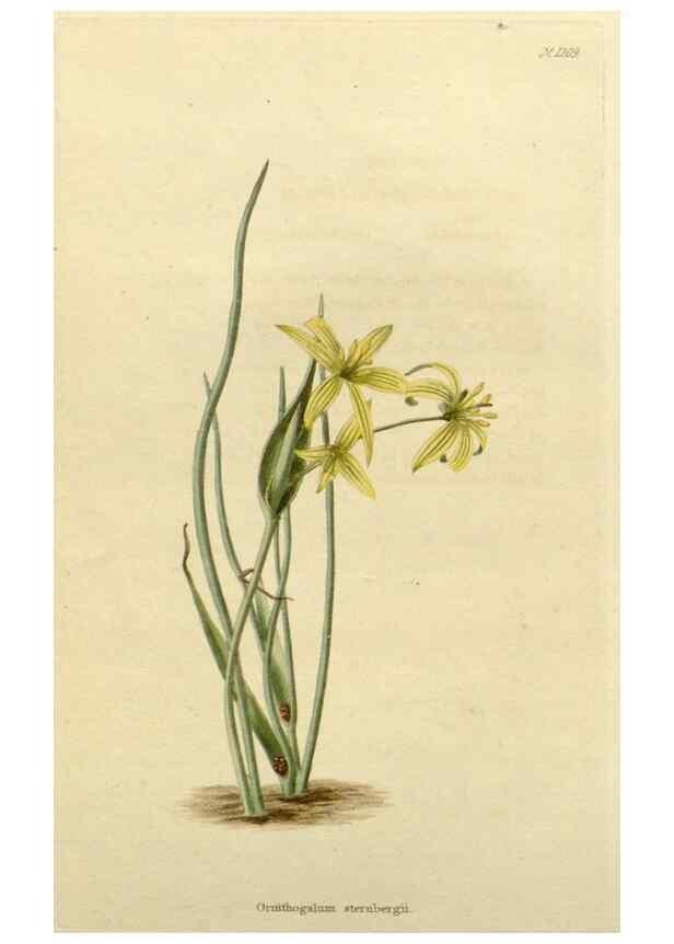 Reproducción/Reproduction 48782932671: The botanical cabinet. London :John & Arthur Arch ...,1817-1833.. 