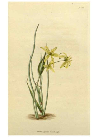 Reproducción/Reproduction 48782932671: The botanical cabinet. London :John & Arthur Arch ...,1817-1833.. 