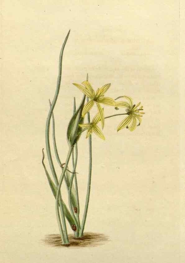Reproducción/Reproduction 48782932671: The botanical cabinet. London :John & Arthur Arch ...,1817-1833.. 