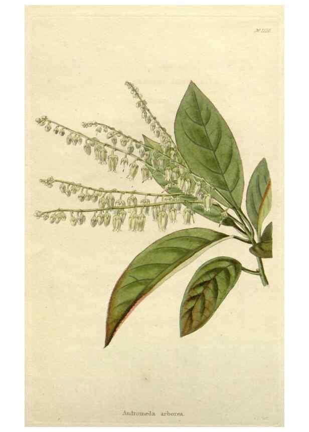 Reproducción/Reproduction 48783101307: The botanical cabinet. London :John & Arthur Arch ...,1817-1833.. 