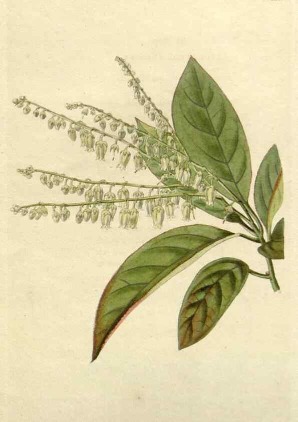 Reproducción/Reproduction 48783101307: The botanical cabinet. London :John & Arthur Arch ...,1817-1833.. 