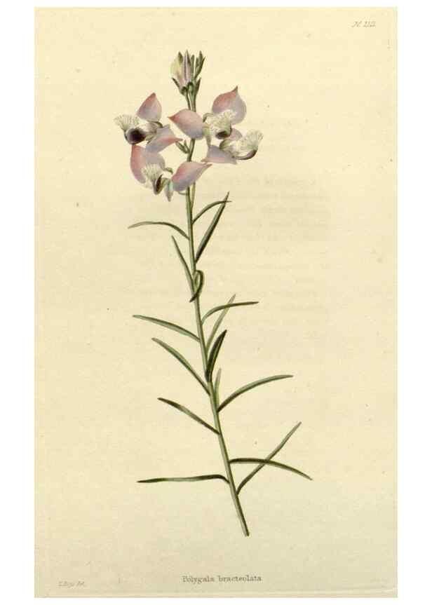 Reproducción/Reproduction 48782569233: The botanical cabinet. London :John & Arthur Arch ...,1817-1833.. 