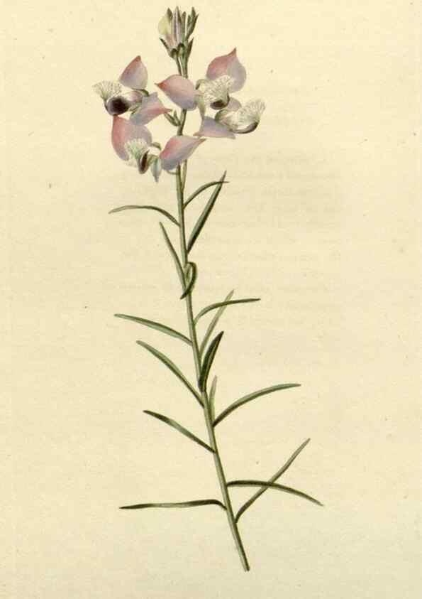 Reproducción/Reproduction 48782569233: The botanical cabinet. London :John & Arthur Arch ...,1817-1833.. 