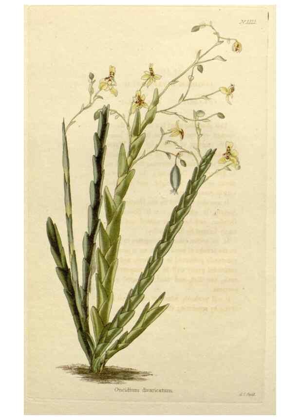 Reproducción/Reproduction 48783102537: The botanical cabinet. London :John & Arthur Arch ...,1817-1833.. 