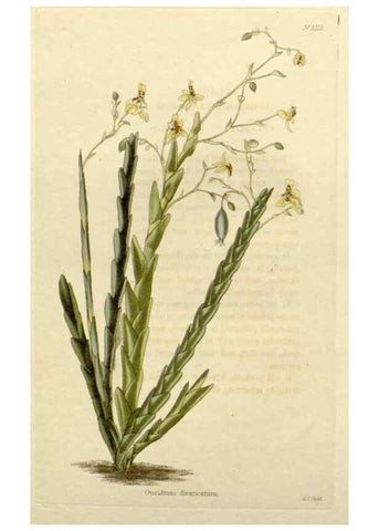 Reproducción/Reproduction 48783102537: The botanical cabinet. London :John & Arthur Arch ...,1817-1833.. 