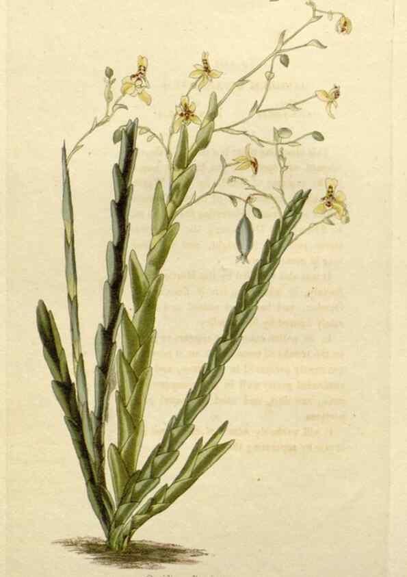 Reproducción/Reproduction 48783102537: The botanical cabinet. London :John & Arthur Arch ...,1817-1833.. 
