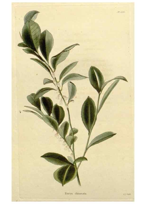 Reproducción/Reproduction 48782570498: The botanical cabinet. London :John & Arthur Arch ...,1817-1833.. 