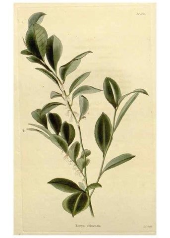 Reproducción/Reproduction 48782570498: The botanical cabinet. London :John & Arthur Arch ...,1817-1833.. 