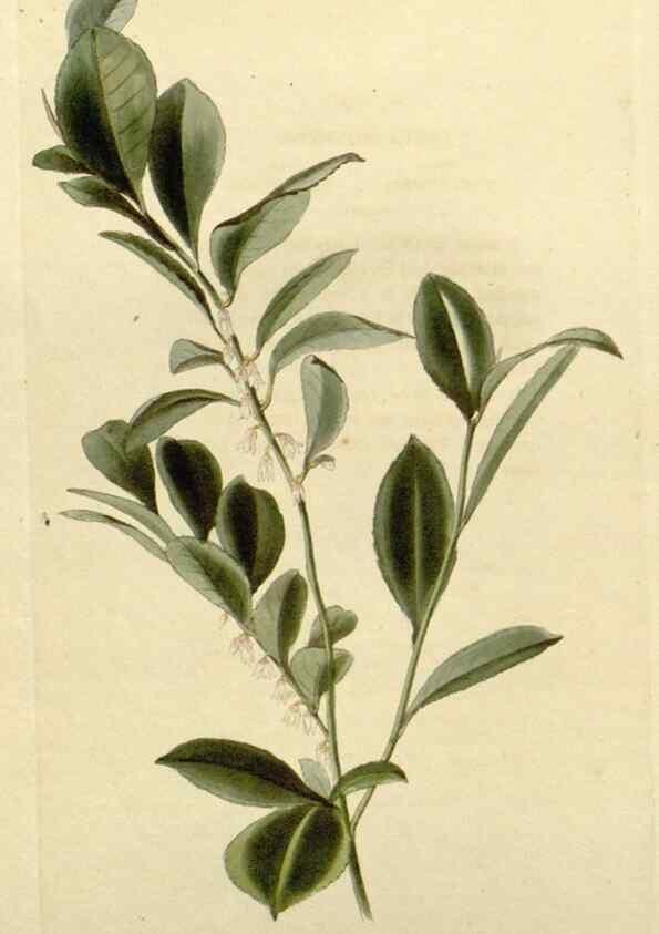 Reproducción/Reproduction 48782570498: The botanical cabinet. London :John & Arthur Arch ...,1817-1833.. 