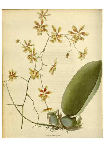 Reproducción/Reproduction 48782936251: The botanical cabinet. London :John & Arthur Arch ...,1817-1833.. 