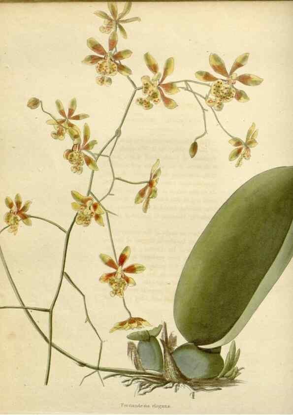Reproducción/Reproduction 48782936251: The botanical cabinet. London :John & Arthur Arch ...,1817-1833.. 