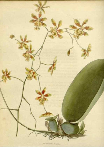 Reproducción/Reproduction 48782936251: The botanical cabinet. London :John & Arthur Arch ...,1817-1833.. 
