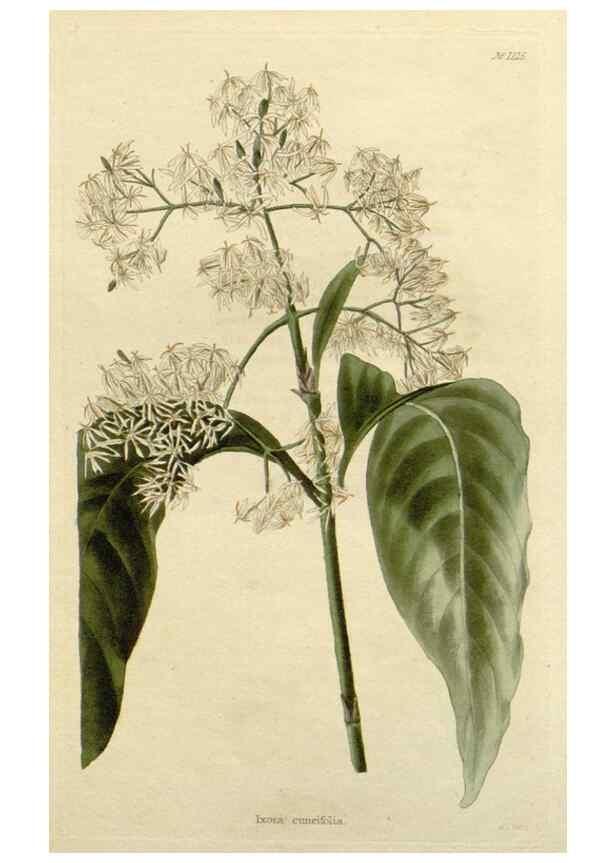 Reproducción/Reproduction 48783105042: The botanical cabinet. London :John & Arthur Arch ...,1817-1833.. 