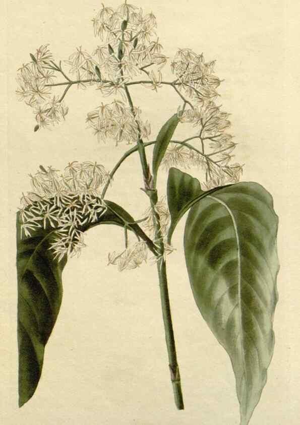Reproducción/Reproduction 48783105042: The botanical cabinet. London :John & Arthur Arch ...,1817-1833.. 