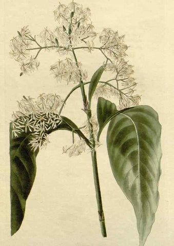 Reproducción/Reproduction 48783105042: The botanical cabinet. London :John & Arthur Arch ...,1817-1833.. 