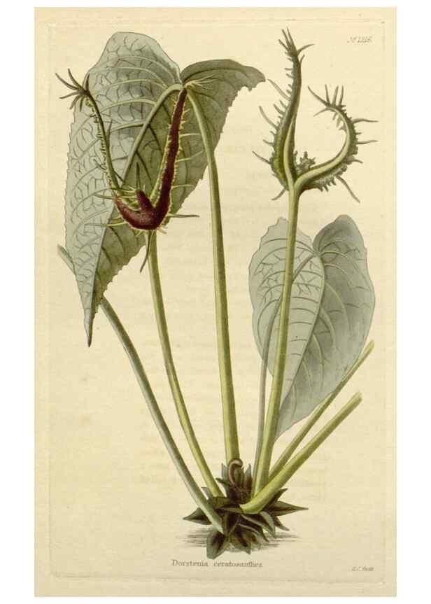 Reproducción/Reproduction 48782937861: The botanical cabinet. London :John & Arthur Arch ...,1817-1833.. 