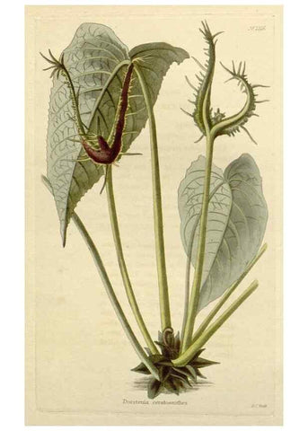 Reproducción/Reproduction 48782937861: The botanical cabinet. London :John & Arthur Arch ...,1817-1833.. 