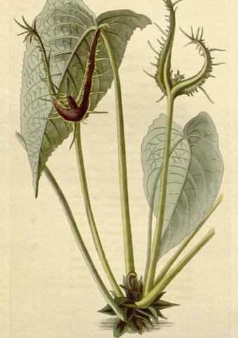 Reproducción/Reproduction 48782937861: The botanical cabinet. London :John & Arthur Arch ...,1817-1833.. 