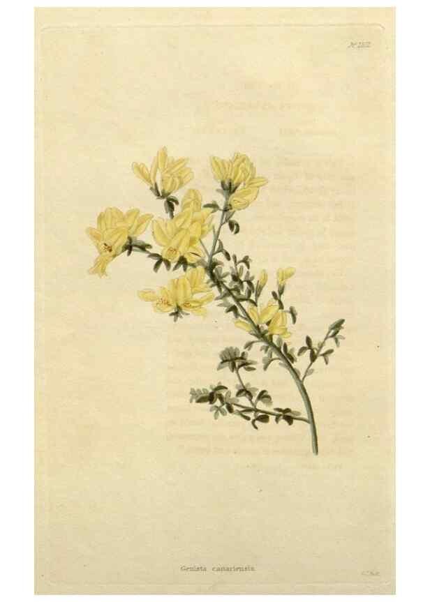 Reproducción/Reproduction 48782928366: The botanical cabinet. London :John & Arthur Arch ...,1817-1833.. 