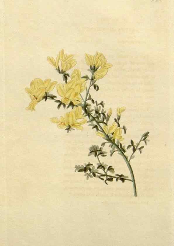 Reproducción/Reproduction 48782928366: The botanical cabinet. London :John & Arthur Arch ...,1817-1833.. 