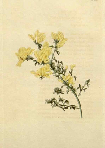 Reproducción/Reproduction 48782928366: The botanical cabinet. London :John & Arthur Arch ...,1817-1833.. 