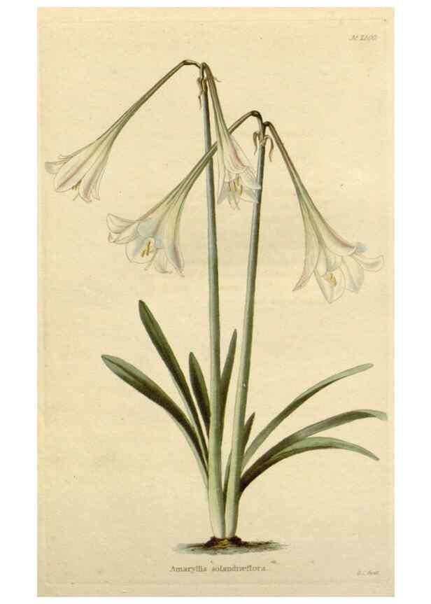 Reproducción/Reproduction 48782868501: The botanical cabinet. London :John & Arthur Arch ...,1817-1833.. 