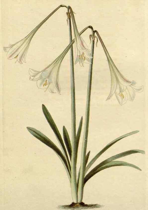 Reproducción/Reproduction 48782868501: The botanical cabinet. London :John & Arthur Arch ...,1817-1833.. 