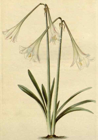 Reproducción/Reproduction 48782868501: The botanical cabinet. London :John & Arthur Arch ...,1817-1833.. 