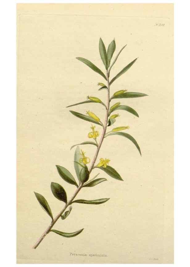 Reproducción/Reproduction 48782502573: The botanical cabinet. London :John & Arthur Arch ...,1817-1833.. 