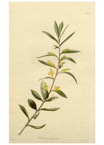 Reproducción/Reproduction 48782502573: The botanical cabinet. London :John & Arthur Arch ...,1817-1833.. 