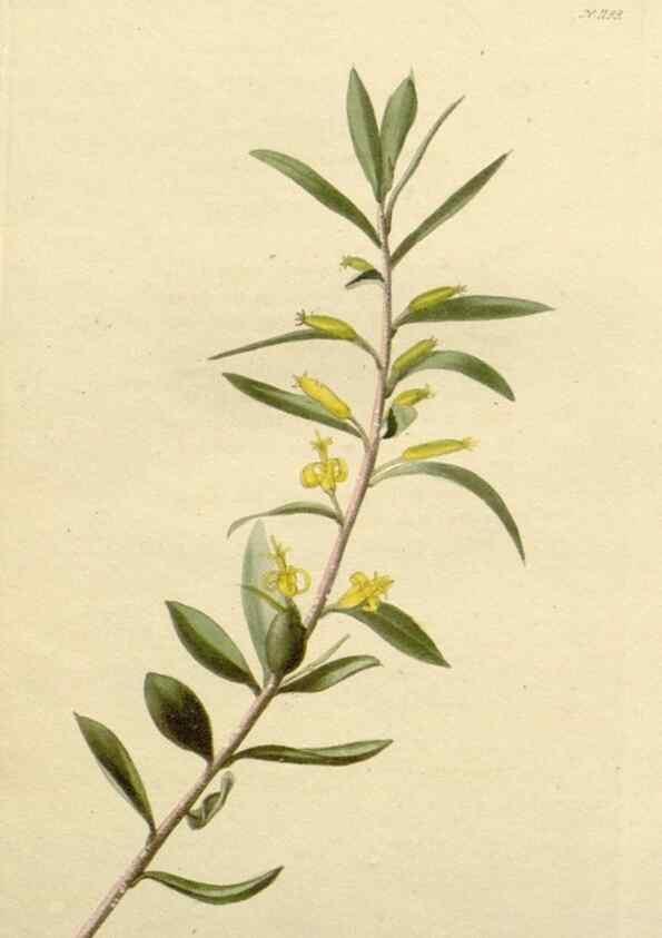 Reproducción/Reproduction 48782502573: The botanical cabinet. London :John & Arthur Arch ...,1817-1833.. 