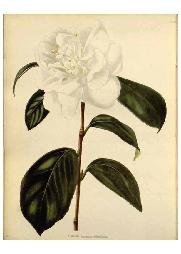 Reproducción/Reproduction 48782501988: The botanical cabinet. London :John & Arthur Arch ...,1817-1833.. 