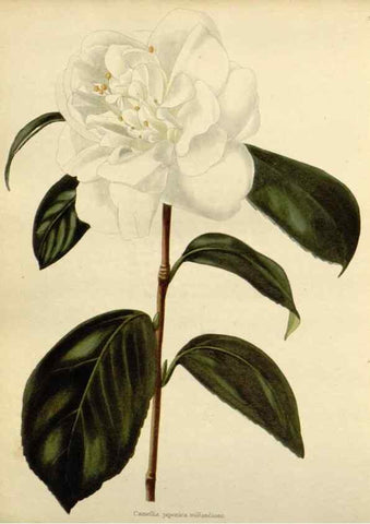 Reproducción/Reproduction 48782501988: The botanical cabinet. London :John & Arthur Arch ...,1817-1833.. 