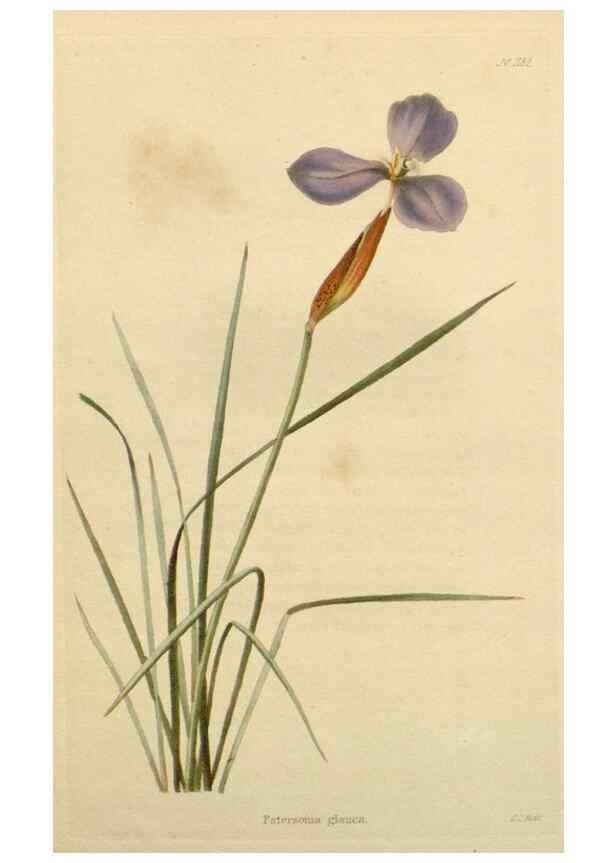 Reproducción/Reproduction 48783027072: The botanical cabinet. London :John & Arthur Arch ...,1817-1833.. 
