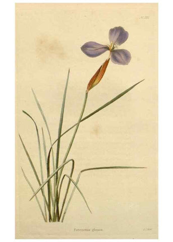 Reproducción/Reproduction 48783027072: The botanical cabinet. London :John & Arthur Arch ...,1817-1833.. 