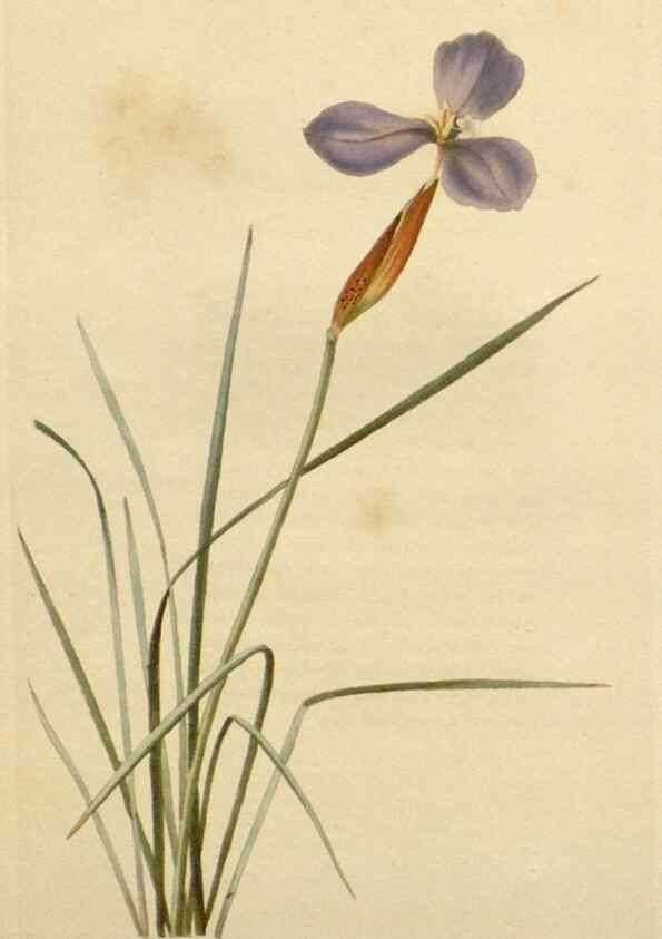 Reproducción/Reproduction 48783027072: The botanical cabinet. London :John & Arthur Arch ...,1817-1833.. 