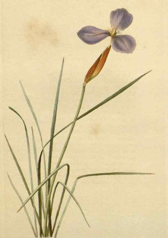 Reproducción/Reproduction 48783027072: The botanical cabinet. London :John & Arthur Arch ...,1817-1833.. 