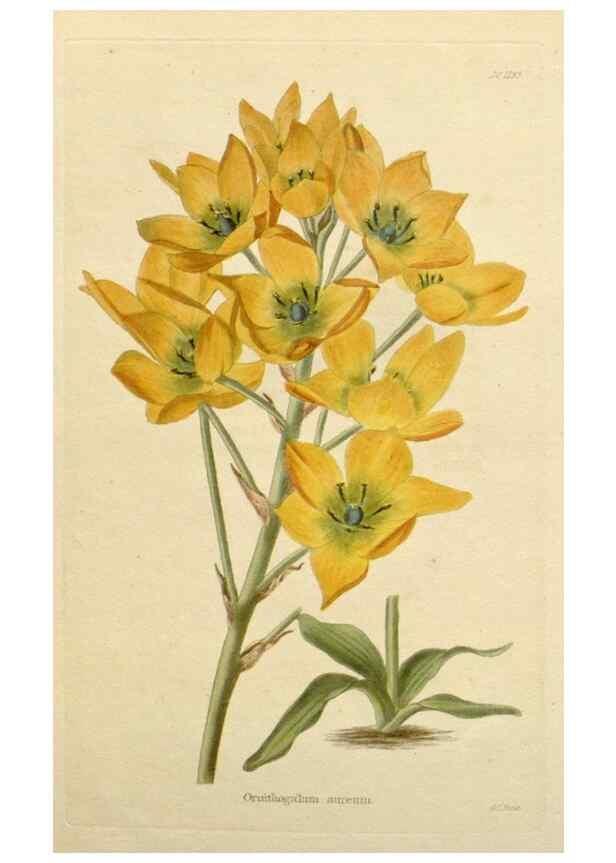 Reproducción/Reproduction 48782494543: The botanical cabinet. London :John & Arthur Arch ...,1817-1833.. 