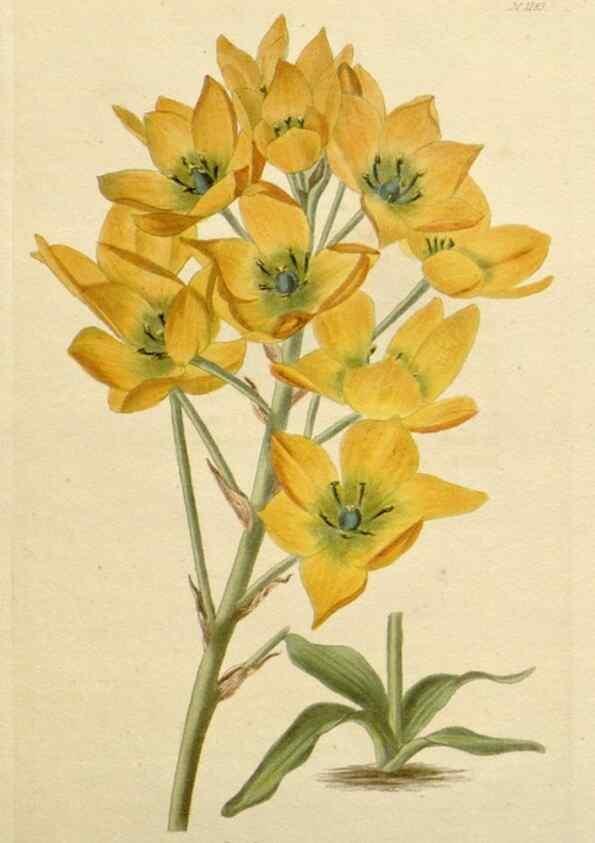 Reproducción/Reproduction 48782494543: The botanical cabinet. London :John & Arthur Arch ...,1817-1833.. 