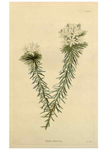 Reproducción/Reproduction 48782494988: The botanical cabinet. London :John & Arthur Arch ...,1817-1833.. 