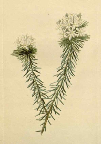 Reproducción/Reproduction 48782494988: The botanical cabinet. London :John & Arthur Arch ...,1817-1833.. 