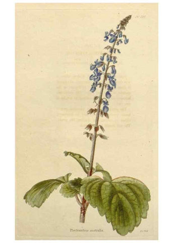 Reproducción/Reproduction 48782495333: The botanical cabinet. London :John & Arthur Arch ...,1817-1833.. 