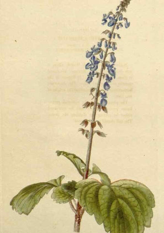 Reproducción/Reproduction 48782495333: The botanical cabinet. London :John & Arthur Arch ...,1817-1833.. 