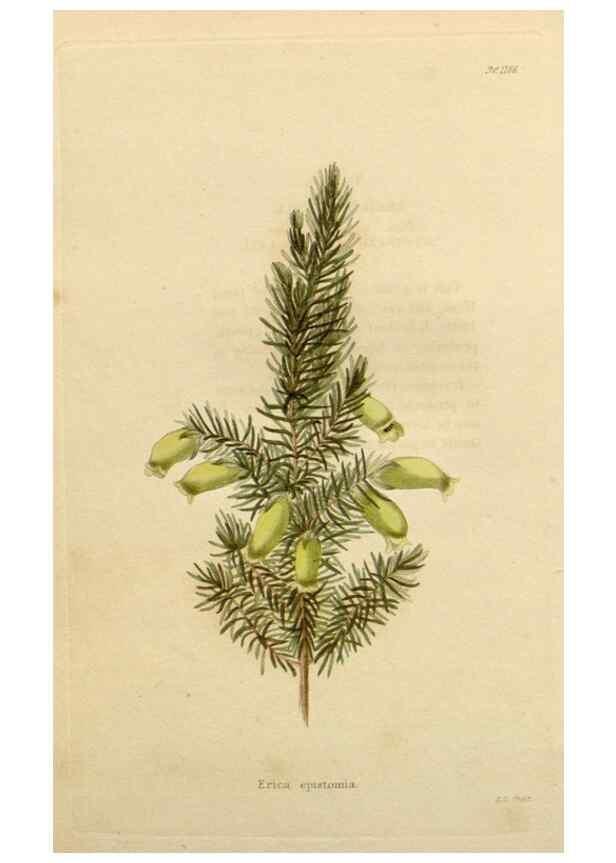 Reproducción/Reproduction 48782495768: The botanical cabinet. London :John & Arthur Arch ...,1817-1833.. 